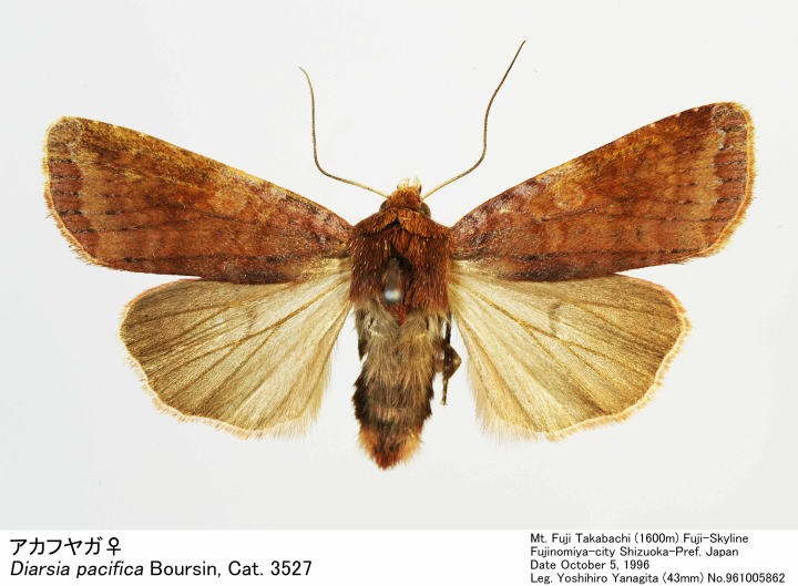 Diarsia_pacifica 961005862.jpg